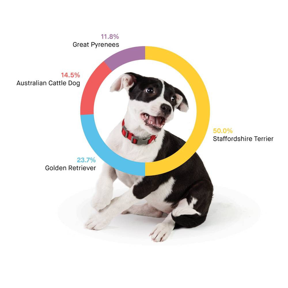 Test ADN destiné à chien Embark, kit d'identification de race