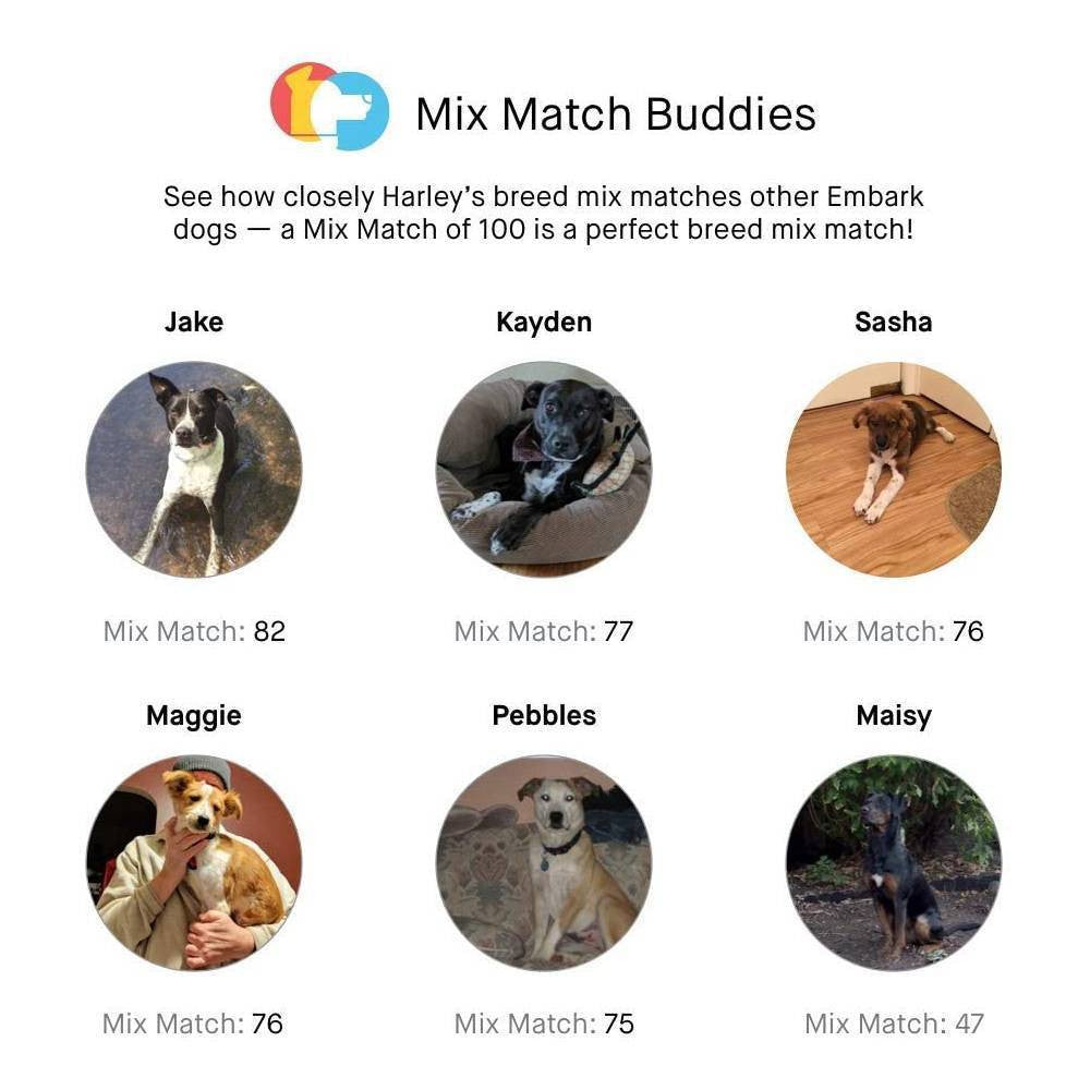 Test ADN destiné à chien Embark, kit d'identification de race