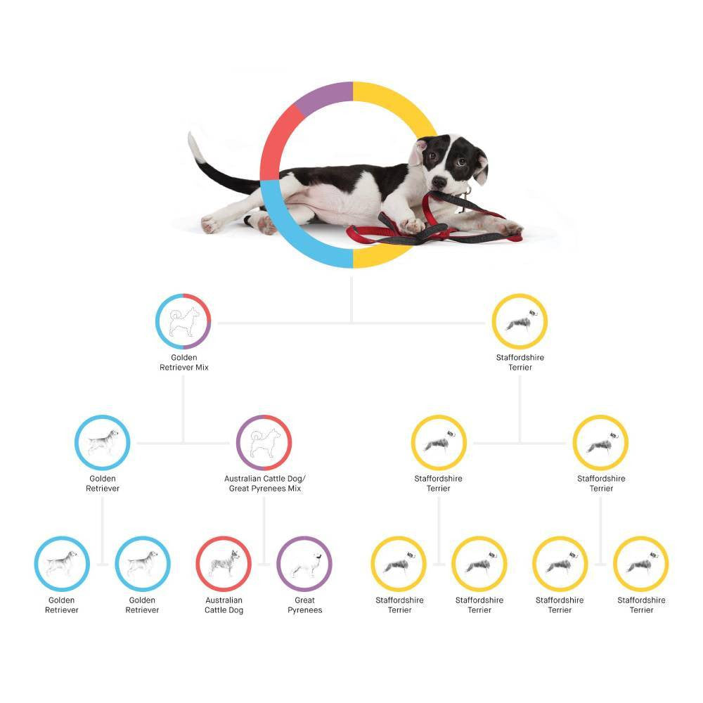 Test ADN destiné à chien Embark, kit d'identification de race